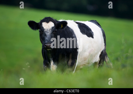 SCHWARZ / WEIß-KUH Stockfoto