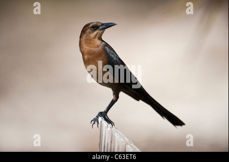 Boot-angebundene Grackle thront auf dem Haines Creek River in Lake County, Florida USA Stockfoto