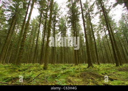 Bellever Forest im Dartmoor National Park Stockfoto