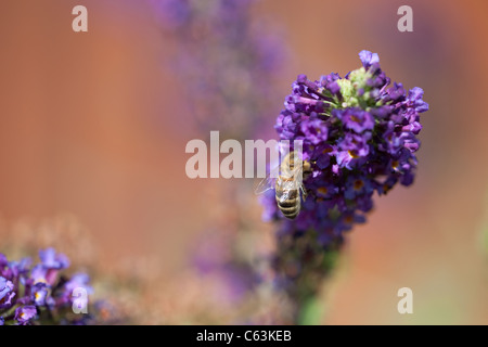 Arbeiter-Bienen sammeln Nektar Stockfoto