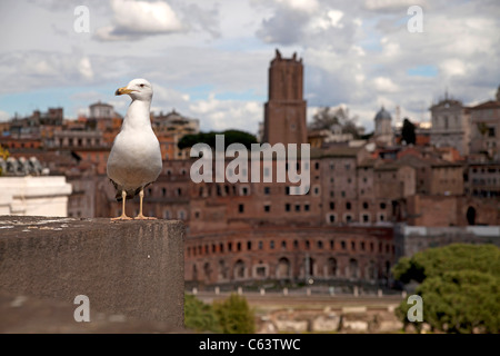 Möwe posiert vor Trajans Markt, Rom, Italien, Europa Stockfoto