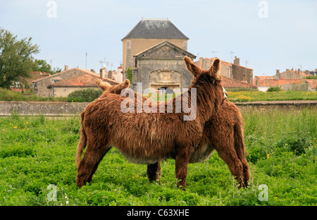 Esel (Baudet du Poitou) vor der Tür Thoiras, Eingang zu der Stadt von Saint Martin de Ré (Ile de Ré, Frankreich). Stockfoto