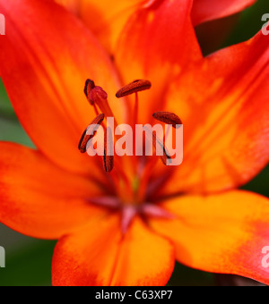 Eine Nahaufnahme oder Makroaufnahme der Staubblätter einer roten Lilie Blume Stockfoto