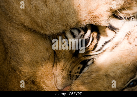 Bengal Tiger kämpfen mit Löwen im Corbett-Nationalpark, Indien Stockfoto