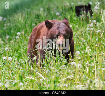 Amerikanische Schwarzbären (Ursus Americanus), Weiblich, Löwenzahn Essen Stockfoto