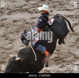 Bullenreiten bei der Calgary Stampede, Alberta, Kanada. Der Teilnehmer muss auf dem Bullen für acht Sekunden bleiben. Stockfoto