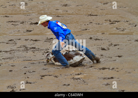 Kalb Roping Veranstaltung bei der Calgary Stampede, Alberta, Kanada. Stockfoto