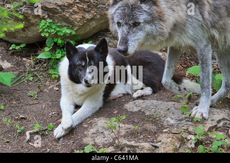 Wolf und Hund. Eine Karelische tragen Hund ist Begleiter zu einem ausgebildeten Wolf. Stockfoto