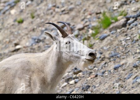 Bergziege, Oreamnos Americanus, Kootenay National Park, Britisch-Kolumbien. Stockfoto