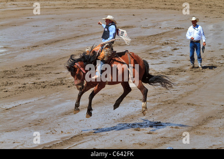 Sattel Bronc Reiten Veranstaltung bei der Calgary Stampede, Kanada. Stockfoto