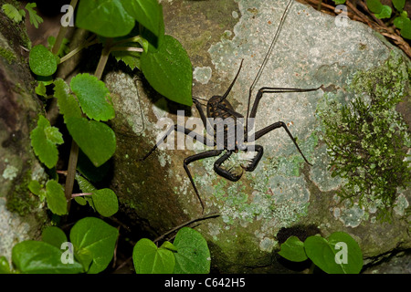 Tail-weniger Peitsche Scorpion - (Phrynus Whitei) - Costa Rica - Amblypygid - tropischen Trockenwald - Santa Rosa Nationalpark Stockfoto