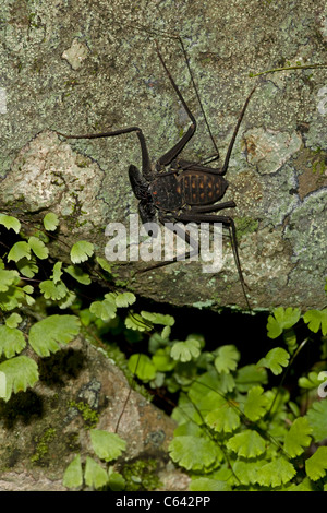 Tail-weniger Peitsche Scorpion - (Phrynus Whitei) - Costa Rica - Amblypygid - tropischen Trockenwald - Santa Rosa Nationalpark Stockfoto