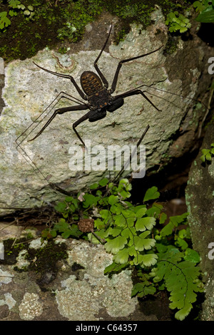 Tail-weniger Peitsche Scorpion - (Phrynus Whitei) - Costa Rica - Amblypygid - tropischen Trockenwald - Santa Rosa Nationalpark Stockfoto