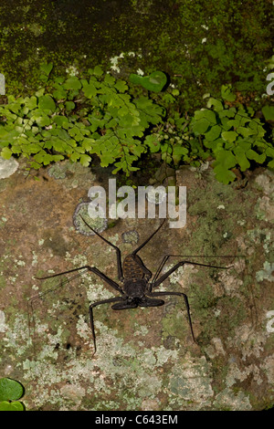 Tail-weniger Peitsche Scorpion - (Phrynus Whitei) - Costa Rica - Amblypygid - tropischen Trockenwald - Santa Rosa Nationalpark Stockfoto