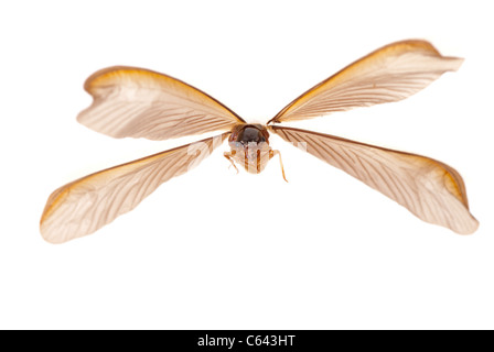 Insekt Termite weißen Ameise Stockfoto