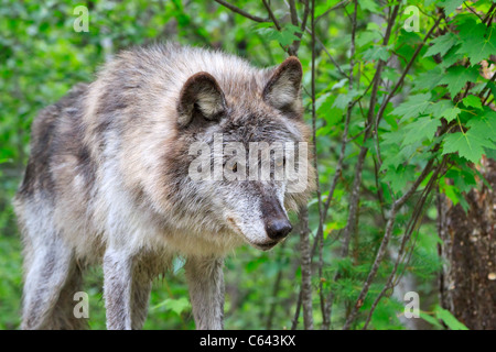 Grauer Wolf, Canis Lupus, Columbia Valley, British Columbia, Kanada Stockfoto