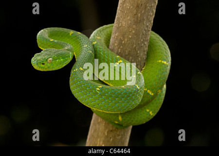 Seite-gestreiften Palm-Grubenotter (Bothriechis Lateralis) - Costa Rica - Arboreal - giftig - in Gefangenschaft Stockfoto