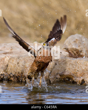 Schneehuhn im Flug in der kalahari Stockfoto