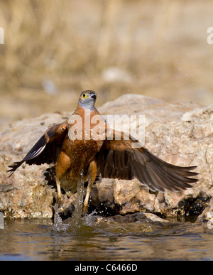 Schneehuhn im Flug in der kalahari Stockfoto