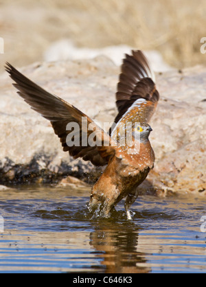 Schneehuhn im Flug in der kalahari Stockfoto