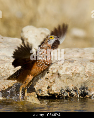 Schneehuhn im Flug in der kalahari Stockfoto