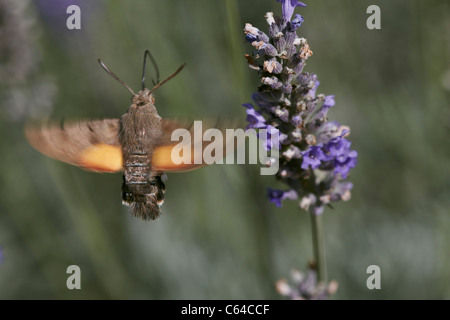 Kolibri Hawkmoth, Macroglossum Stellatarum im Flug sammeln Nektar aus Lavendel Blume Stockfoto