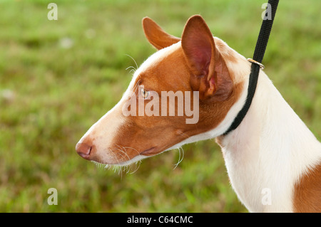 Ibizenkische Hunde Hund zeigen. Stockfoto