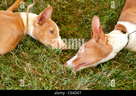 Ibizenkische Hunde Hund zeigen. Stockfoto