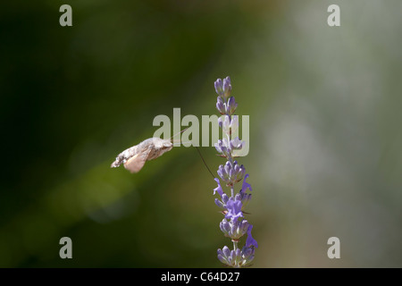 Kolibri Hawkmoth, Macroglossum Stellatarum im Flug sammeln Nektar aus Lavendel Blume Stockfoto