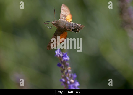 Kolibri Hawkmoth, Macroglossum Stellatarum im Flug sammeln Nektar aus Lavendel Blume Stockfoto