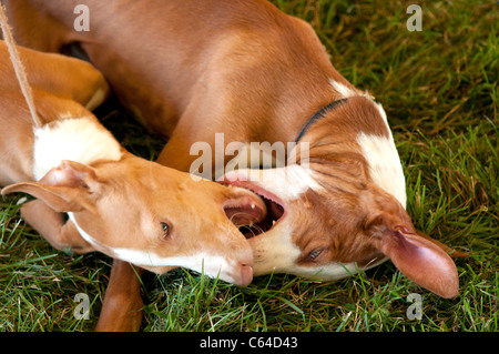 Ibizenkischen Jagdhunde beim Hund zeigen. Stockfoto