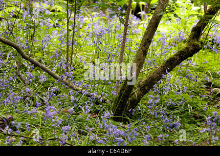Glockenblumen unter den Bäumen am Appletons Furten rau in Warrington, Cheshire, England Stockfoto