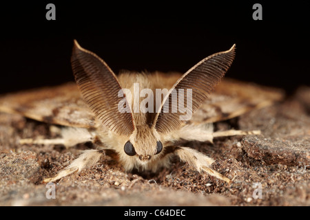 Schwammspinner Lymantria dispar, Dispar, männlich Stockfoto