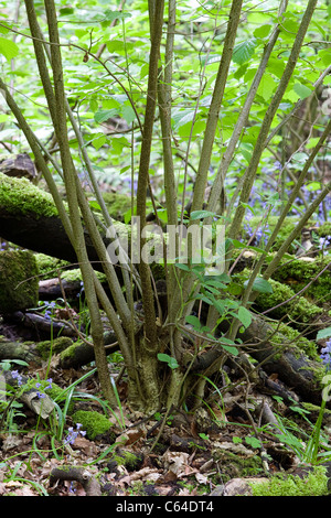 Neue Triebe aus einem gefällten Baum auf Appletons Furten rau in Warrington, Cheshire, England Stockfoto
