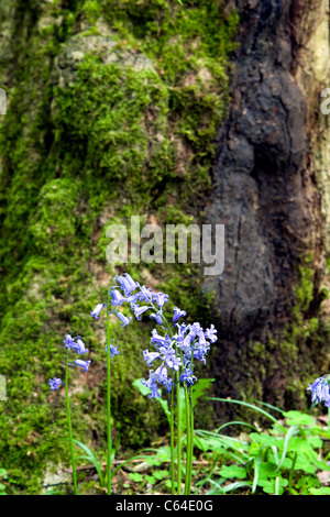 Frühling Glockenblumen gegen die Basis der Moos bedeckt Baumstamm auf Appletons Furten rau in Warrington, Cheshire, England Stockfoto
