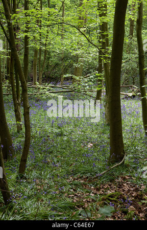 Frühling-Glockenblumen durch die Bäume auf Appletons Furten rau in Warrington, Cheshire, England Stockfoto