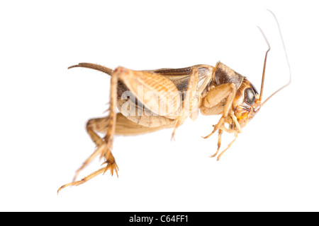 Insekt Cricket isoliert auf weiss Stockfoto