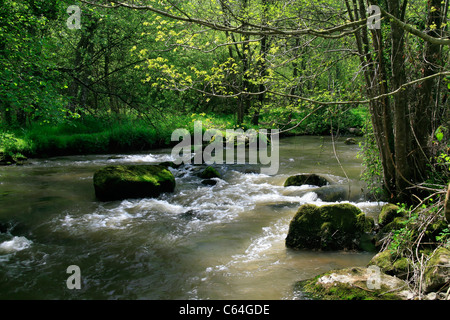 Fluss Colmont (Sentier des Moulins, Brecé, Mayenne, Frankreich). Stockfoto