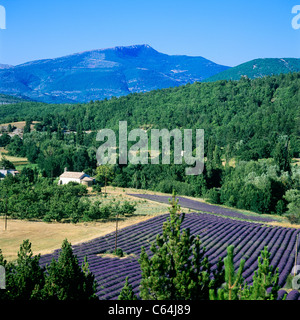 Blühender Lavendel Feld und Kapelle, Vaucluse, Provence, Frankreich Stockfoto