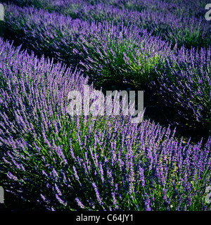 Blühender Lavendel Feld, Vaucluse, Provence, Frankreich Stockfoto
