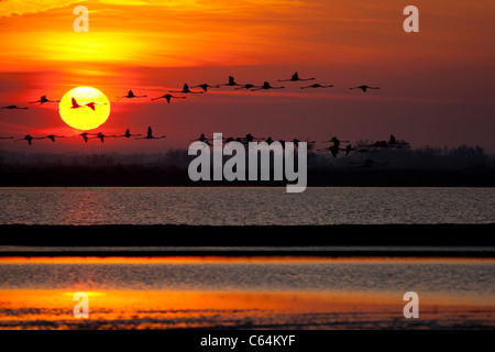 Flamingos fliegen bei Sonnenuntergang in der Camargue Stockfoto