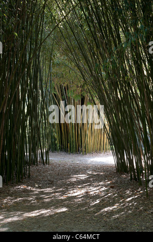 Kanapaha Spring Festival Gainesville Florida Bambusgarten Stockfoto