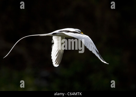 White-tailed Tropicbird im Flug Stockfoto