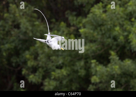 White-tailed Tropicbird im Flug Balz Stockfoto