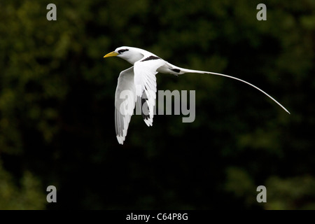 White-tailed Tropicbird im Flug Stockfoto