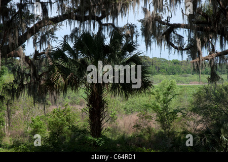 Kanapaha Spring Festival Gainesville Florida Sabal Palmetto Baum und Live Eichen Silhouette gegen See und Prärie Stockfoto