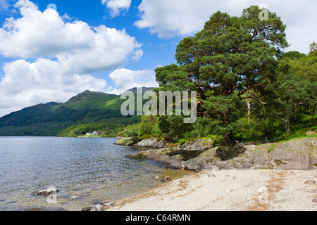 Östlichen Ufer von Loch Lomond in Rowardennan, Schottland, Vereinigtes Königreich Stockfoto