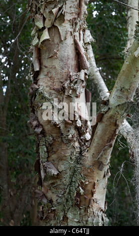Kanapaha Spring Festival Gainesville Florida Fluss Birke Baum Betula nigra Stockfoto