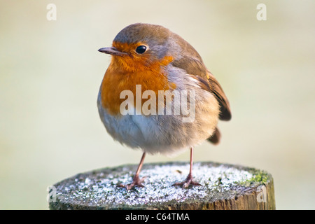 Tier, Vogel, Rotkehlchen, Erithacus rubecula Stockfoto