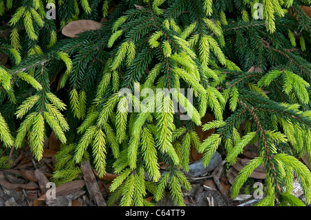 Kanapaha Spring Festival Gainesville Florida neuer Frühling Wachstum Stockfoto